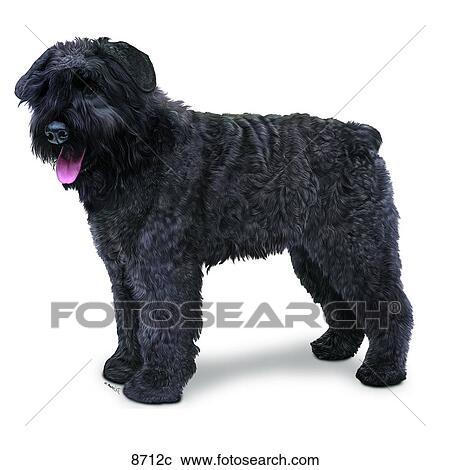 Bouvier Des Flandres Unlabeled View Large Illustration Clipart - Bouvier Des Flandres Unlabeled. Fotosearch