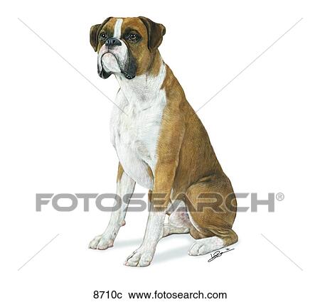 Boxer Unlabeled View Large Illustration Clipart - Boxer Unlabeled. Fotosearch