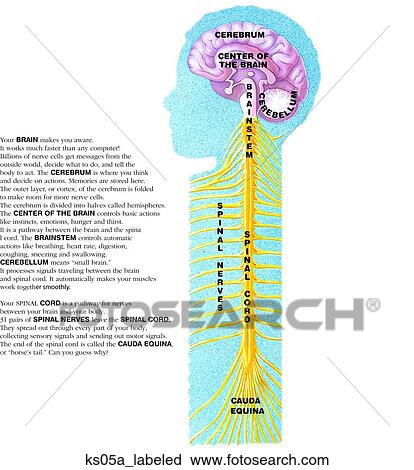 Brain, brainstem, spinal cord, and spinal nerves. View Large Illustration Clip Art - Brain, brainstem, spinal cord, and spinal nerves.. Fotosearch