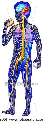 Brain, brainstem, spinal cord, and spinal nerves. View Large Illustration Clip Art - Brain, brainstem, spinal cord, and spinal nerves.. Fotosearch