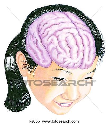 Brain shown in head of girl with text of sample activities that the brain is involved with as "seeing" "feeling" "running. " View Large Illustration Clipart - Brain shown in head of girl with text of sample activities that the brain is involved with as "seeing" "feeling" "running. ". Fotosearch