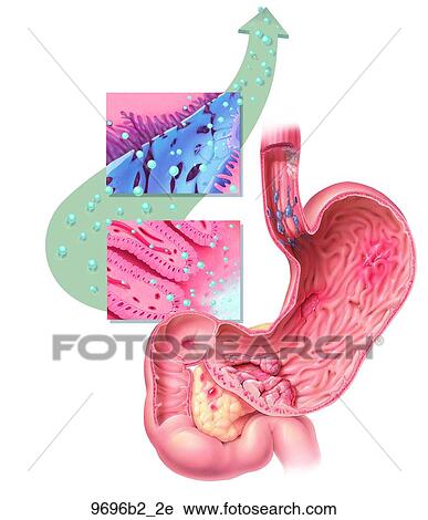 Brain with Neuron Unlabeled View Large Illustration Clip Art - Brain with Neuron Unlabeled. Fotosearch