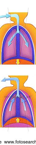 Breathing in and out. View Large Illustration Clip Art - Breathing in and out.. Fotosearch