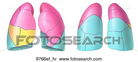 Stock Illustration - Bronchopulmonary Segments Unlabeled. Fotosearch