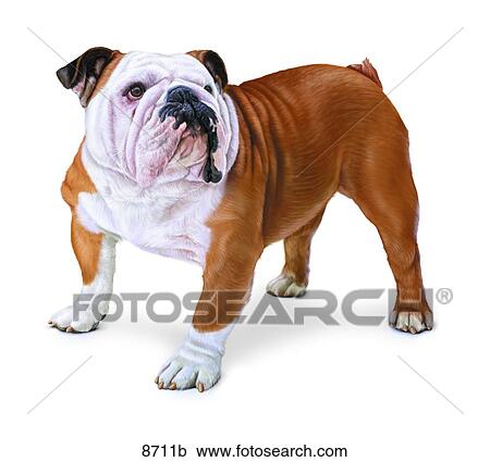 Bulldog Unlabeled View Large Illustration Clipart - Bulldog Unlabeled. Fotosearch
