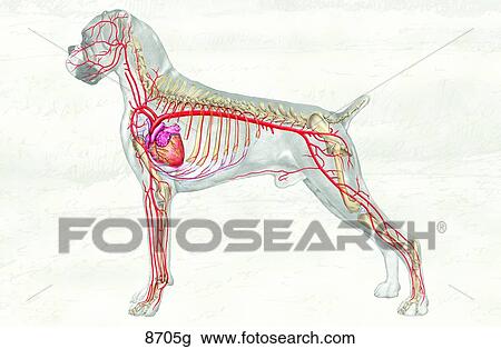 Canine Arterial Circulatory System Unlabeled View Large Illustration Drawing - Canine Arterial Circulatory System Unlabeled. Fotosearch