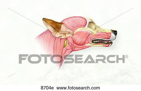 Canine Deep Muscles of the Head Lateral View Unlabeled View Large Illustration Clip Art - Canine Deep Muscles of the Head Lateral View Unlabeled. Fotosearch