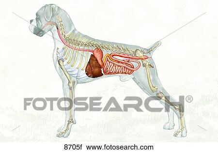 canine digestive system