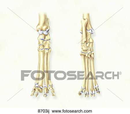 Drawing - Canine Left Tarsus and Pes Unlabeled. Fotosearch