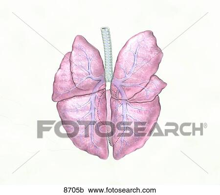 Clipart - Canine Lungs Dorsal View Unlabeled. Fotosearch
