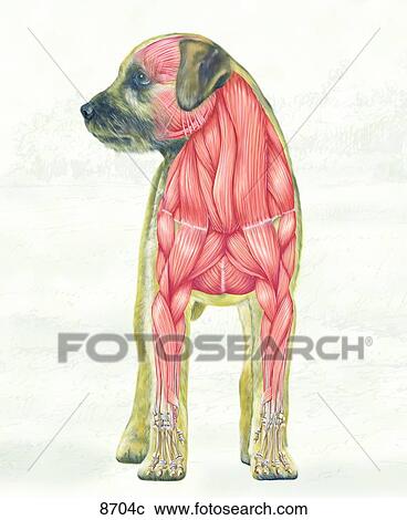 Clipart - Canine Muscular System Cranial View Unlabeled. Fotosearch