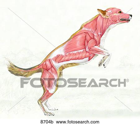 Canine Muscular System Lateral View Unlabeled View Large Illustration Clipart - Canine Muscular System Lateral View Unlabeled. Fotosearch