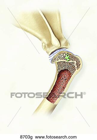 Drawing - Canine Osteochondritis Dissecans Unlabeled. Fotosearch