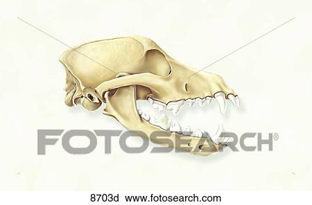 Canine Skull Lateral View Unlabeled View Large Illustration Clip Art - Canine Skull Lateral View Unlabeled. Fotosearch