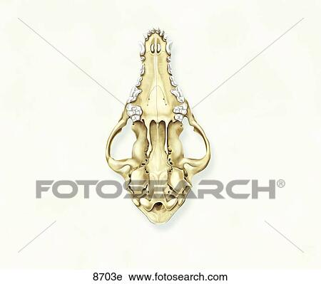 Clip Art - Canine Skull Ventral View Unlabeled. Fotosearch