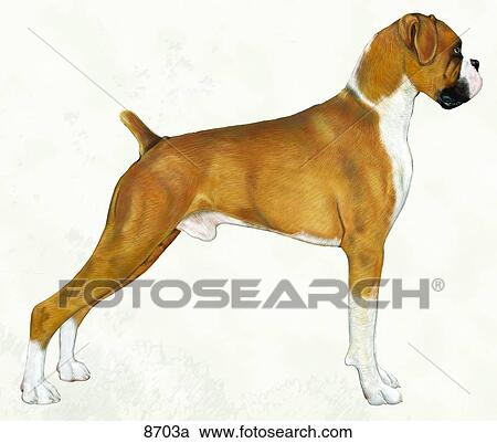 Canine Surface Anatomy Unlabeled View Large Illustration Clipart - Canine Surface Anatomy Unlabeled. Fotosearch