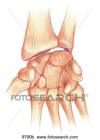 Carpal Bones Palmar View Unlabeled View Large Illustration Clipart - Carpal Bones Palmar View Unlabeled. Fotosearch