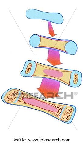 Cartilage and bones - schematic to show that bones start out as cartilage. View Large Illustration Clipart - Cartilage and bones - schematic to show that bones start out as cartilage.. Fotosearch