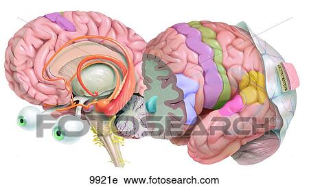 Clip Art - Cerebral Hemispheres Unlabeled. Fotosearch
