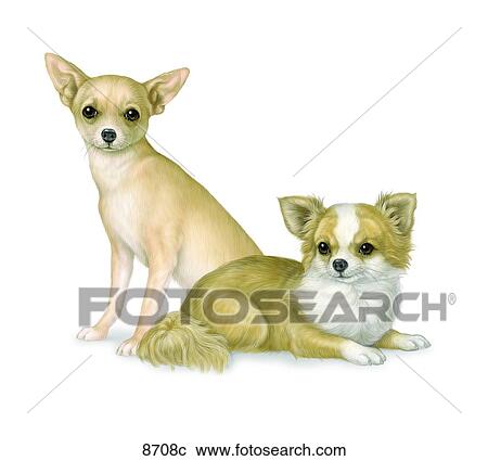 Clipart - Chihuahua Unlabeled. Fotosearch