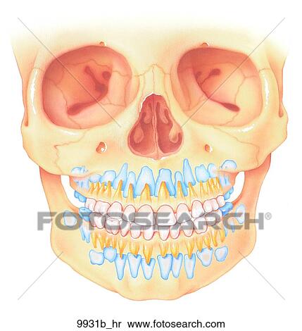 Stock Illustration - Childhood Dentition Unlabeled. Fotosearch