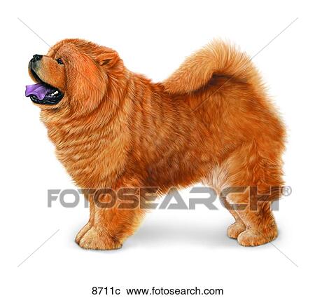 Clipart - Chow chow Unlabeled. Fotosearch