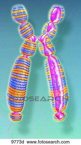 Clip Art - Chromosome Unlabeled. Fotosearch