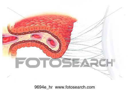Ciliary Process of Eye Unlabeled View Large Illustration Stock Illustration - Ciliary Process of Eye Unlabeled. Fotosearch
