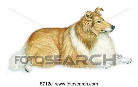 Clip Art - Collie Unlabeled. Fotosearch