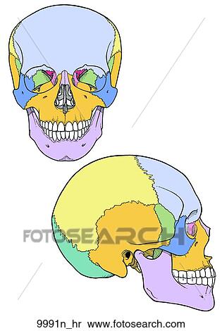 Stock Illustration - Color-Coded Skull Anterior and Lateral Views Unlabeled. Fotosearch