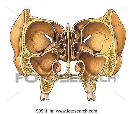 Coronal Section Through Anterior Skull Unlabeled View Large Illustration Stock Illustration - Coronal Section Through Anterior Skull Unlabeled. Fotosearch