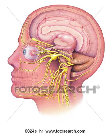 Cranial Nerves Unlabeled View Large Illustration Stock Illustration - Cranial Nerves Unlabeled. Fotosearch