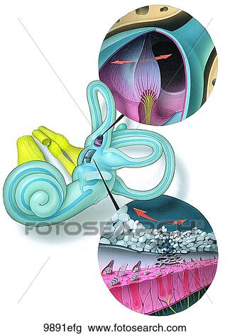 Drawing - Crista Ampullaris, Membranous Labyrinth and Macula of Utricle Unlabeled. Fotosearch