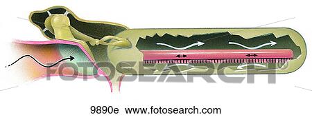 Clip Art - Cupula of Cochlea Unlabeled. Fotosearch