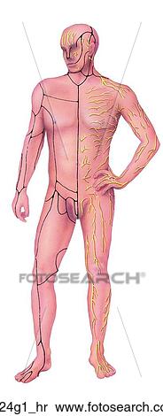 Cutaneous Distribution of Spinal Nerves Anterior View Unlabeled View Large Illustration Stock Illustration - Cutaneous Distribution of Spinal Nerves Anterior View Unlabeled. Fotosearch