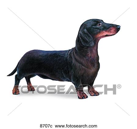 Dachshund Unlabeled View Large Illustration Clipart - Dachshund Unlabeled. Fotosearch