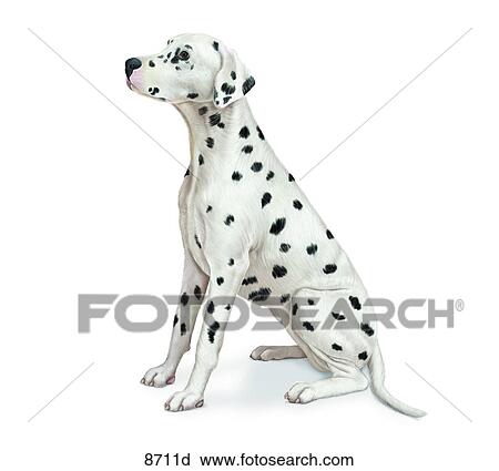 Clip Art - Dalmatian Unlabeled. Fotosearch