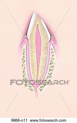Clip Art - Dental Attrition Unlabeled. Fotosearch