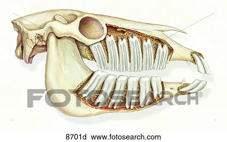 Dentition of Horse Unlabeled View Large Illustration Clip Art - Dentition of Horse Unlabeled. Fotosearch