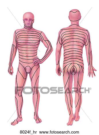 Dermal Segmentation (Dermatomes) Unlabeled View Large Illustration Stock Illustration - Dermal Segmentation (Dermatomes) Unlabeled. Fotosearch