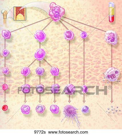 Stock Illustration - Development of Blood Cells Unlabeled. Fotosearch