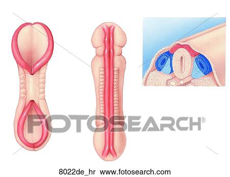 Stock Illustration - Development of Dermatomes Unlabeled. Fotosearch