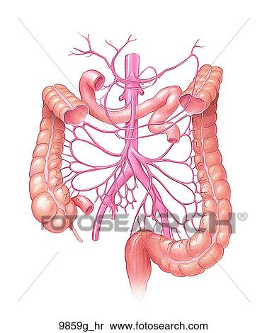 Digestive System Arterial Supply Unlabeled View Large Illustration Stock Illustration - Digestive System Arterial Supply Unlabeled. Fotosearch