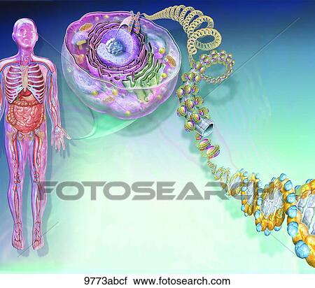Clip Art - DNA Unlabeled. Fotosearch