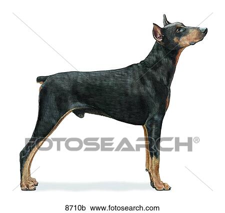 Doberman Pinscher Unlabeled View Large Illustration Clipart - Doberman Pinscher Unlabeled. Fotosearch