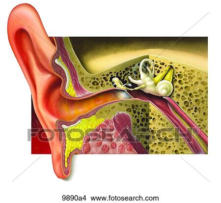 Stock Illustration - Ear Cross Section Unlabeled. Fotosearch