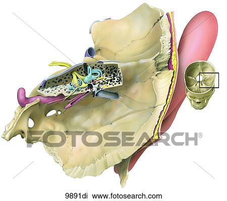 Ear Temporal Bone and Structures Unlabeled View Large Illustration Drawing - Ear Temporal Bone and Structures Unlabeled. Fotosearch