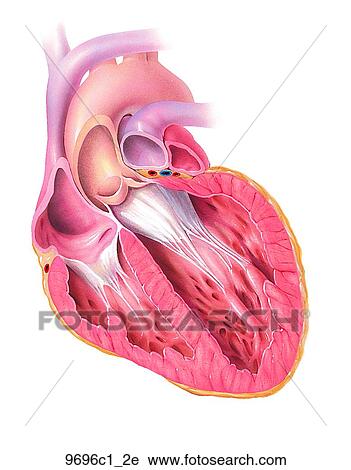 Clip Art - Effect of Alcohol on Heart Unlabeled. Fotosearch
