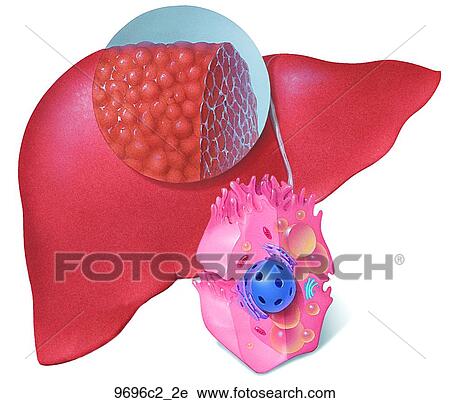 Effects of Alcohol on Liver Unlabeled View Large Illustration Clip Art - Effects of Alcohol on Liver Unlabeled. Fotosearch