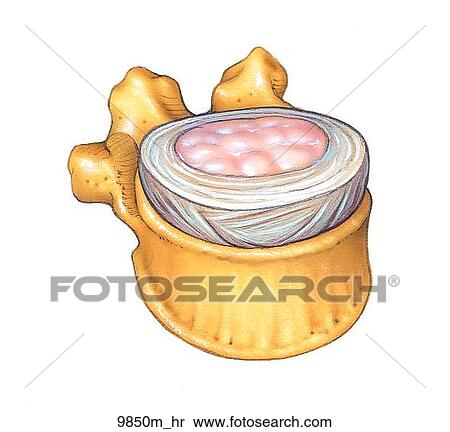 Eleventh Thoracic Vertebra Anterolateral Oblique View Unlabeled View Large Illustration Stock Illustration - Eleventh Thoracic Vertebra Anterolateral Oblique View Unlabeled. Fotosearch